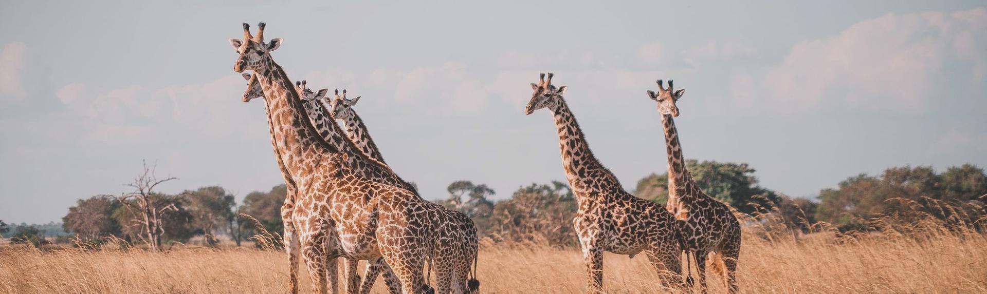 Tanzanie