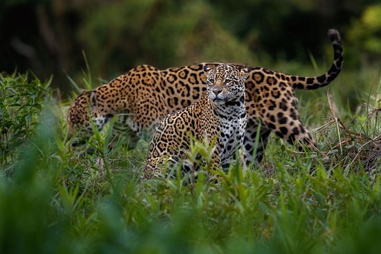 Parc national du Pantanal