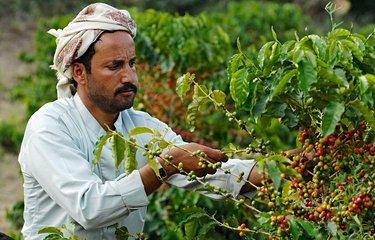 Plantations de café à Taiz