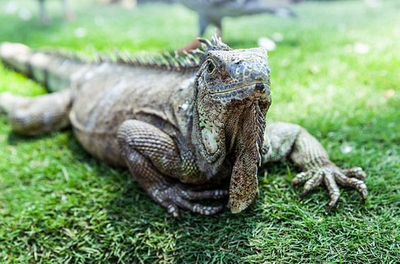 Sympathiser avec les iguanes de Guayaquil