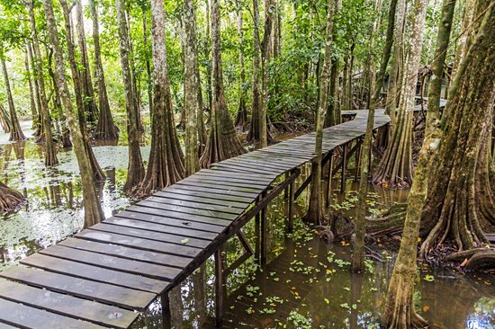Rivière Kinabatangan