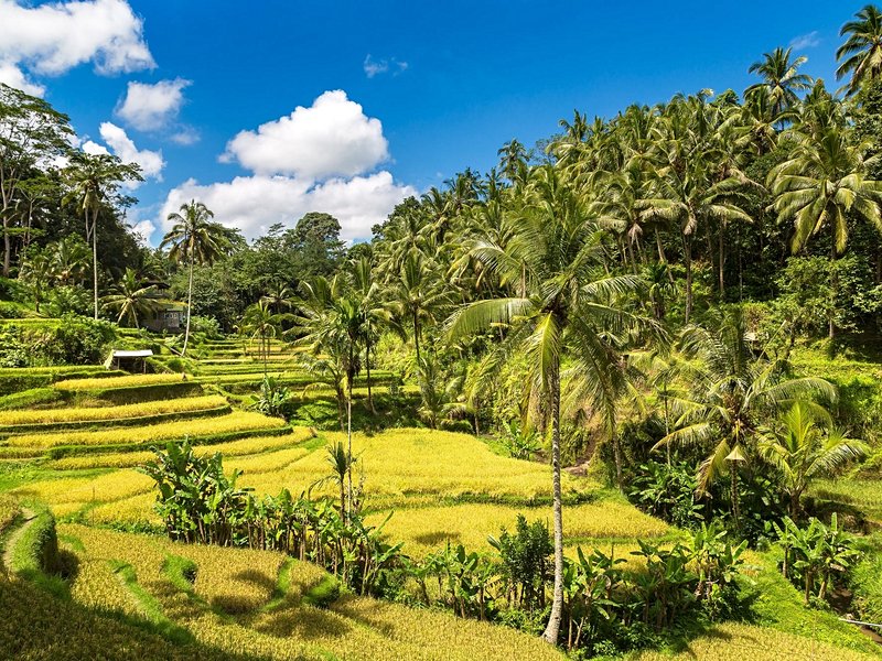 Rizières de Tegallalang