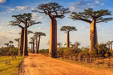 Allée des baobabs de Morondava