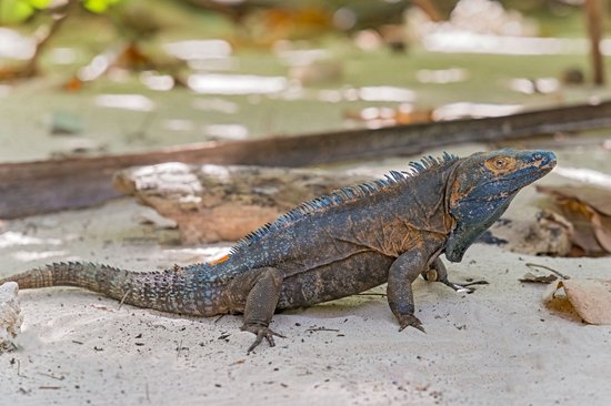 Île Iguana