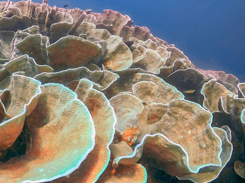 Plonger dans les jardins coralliens d’El Nido