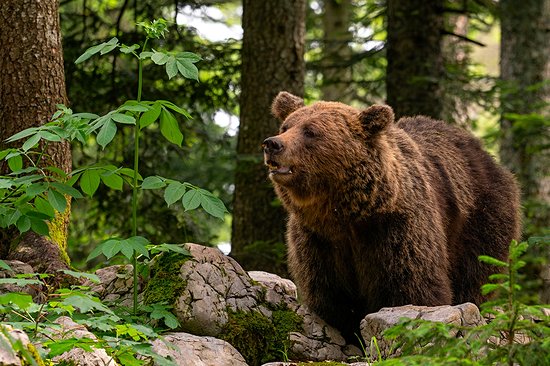 Observation des Ours en milieu naturel
