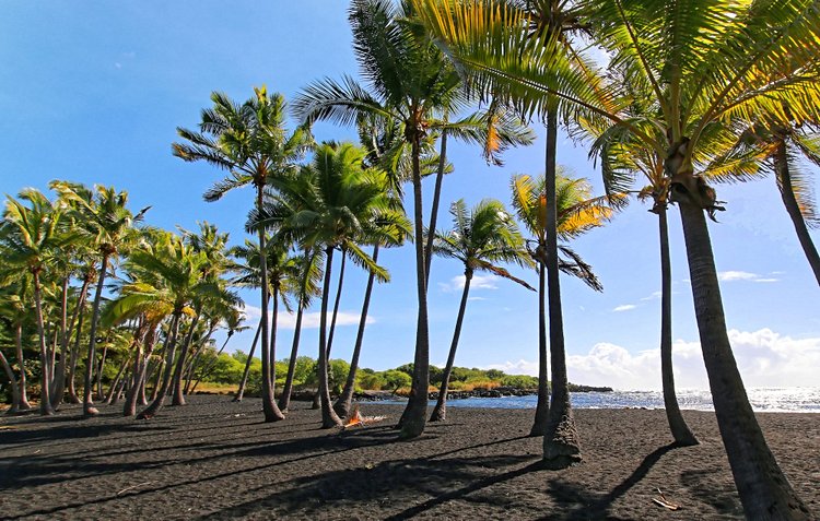 Plage de Punalu'u, Big Island, Hawaï 3