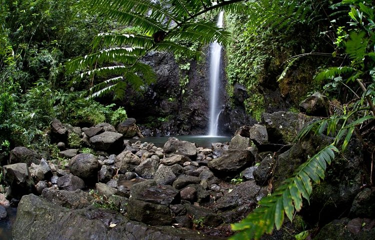 La jungle de Raiatea