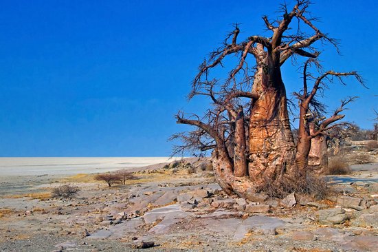 Parc national de Makgadikgadi Pans