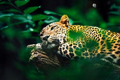 Jaguar dans le Pantanal