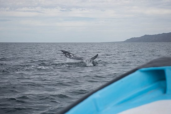 Admirer les baleines grises en bateau