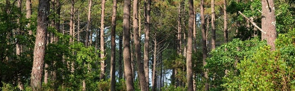 Le parc naturel des Landes