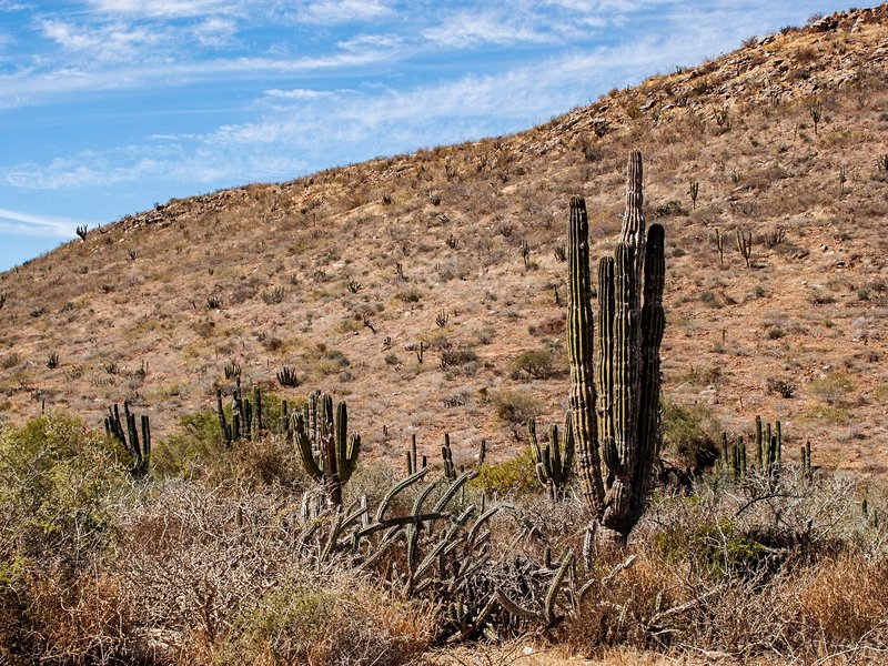 Todos Santos