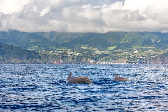 Observer les baleines et les dauphins