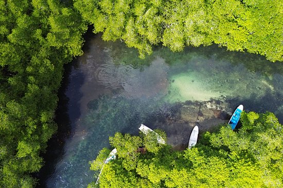 Faire du kayak dans la mangrove
