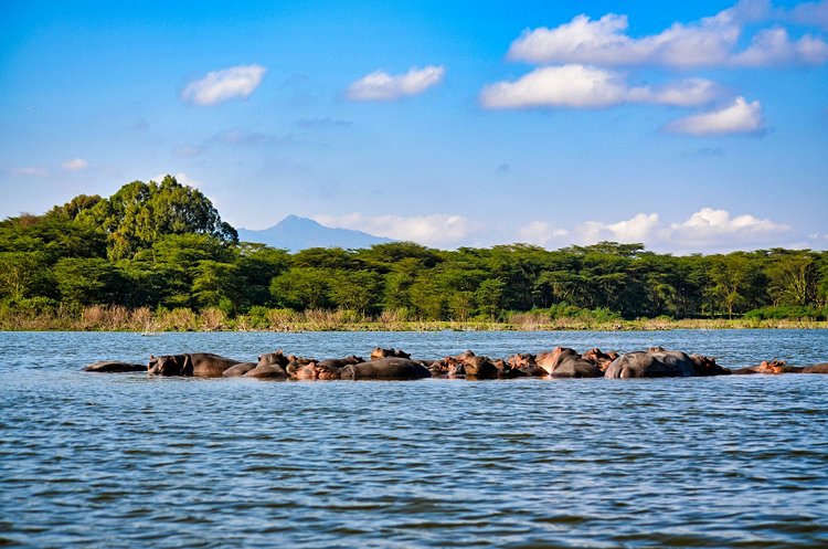 Lac Nakuru - Kenya 2