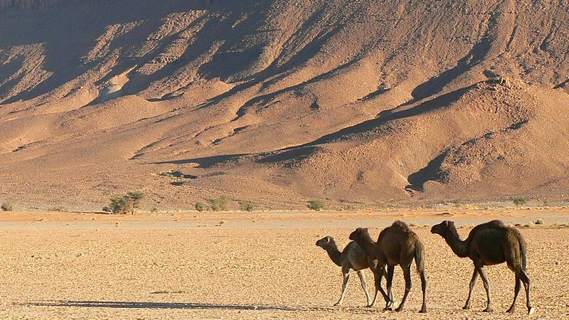 Approcher la faune sauvage dans le désert avec un guide spécialisé
