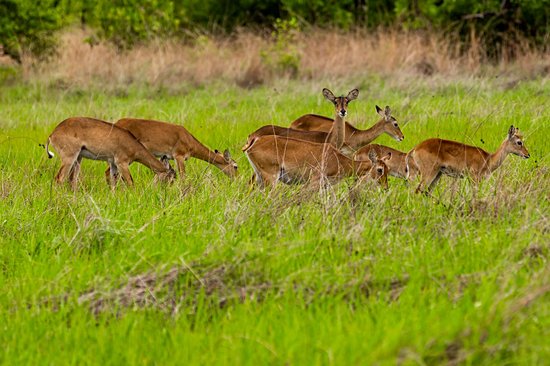 Le parc national de la Pendjari et le parc national du W