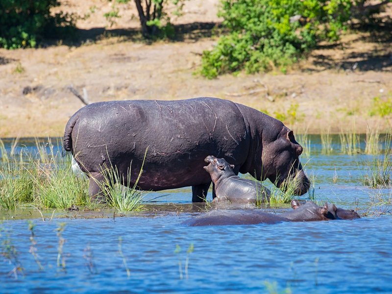 Parc national de Chobe