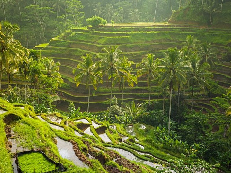 Ubud (Bali)