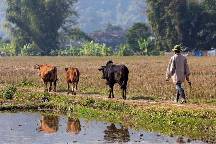 La vallée de Mai Chau 2