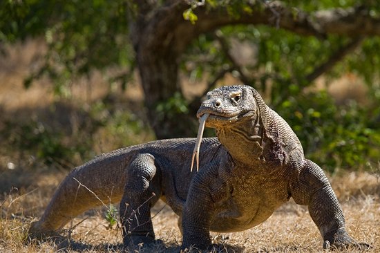 Le parc national Komodo