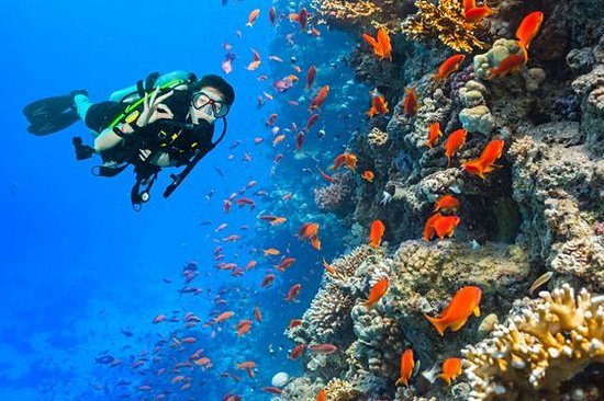 Plonger au coeur de la mer Rouge 