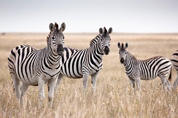 Parc national de Makgadikgadi Pans