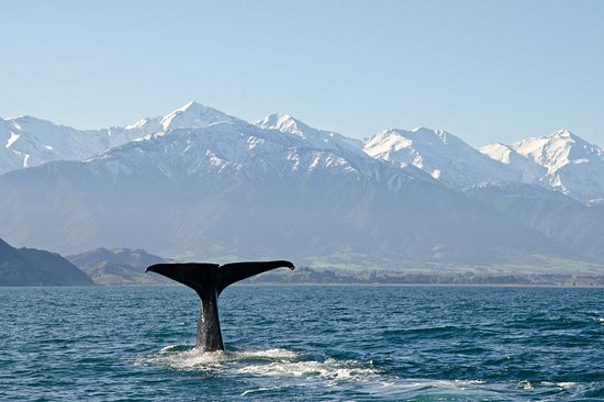 Kaikoura