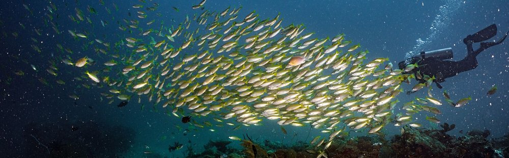 Plonger dans les jardins coralliens d’El Nido
