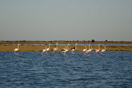 L'île aux Flamants Roses