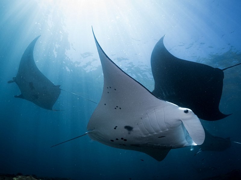 Faire de la plongée à Manta Point