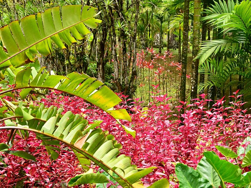 Jardin de Balata