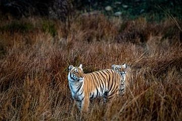 Parc national Jim Corbett