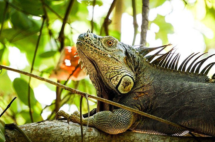 Cahuita et la côte caraïbe 3