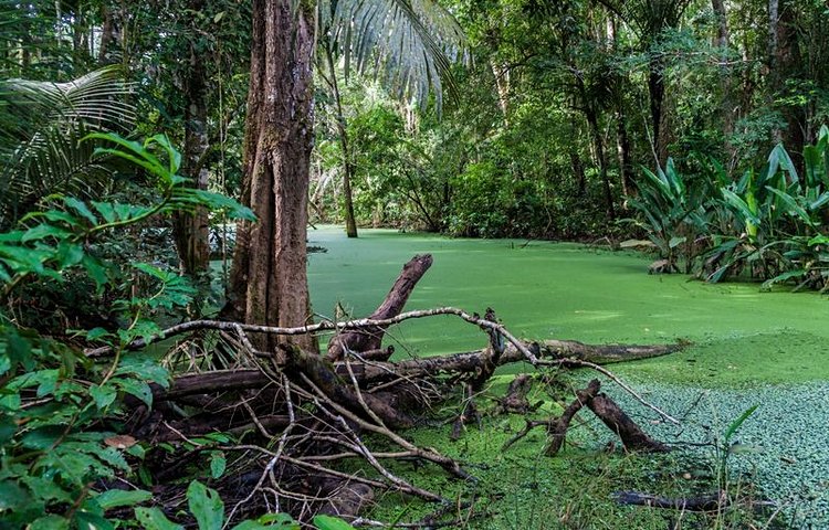 Le parc national Madidi
