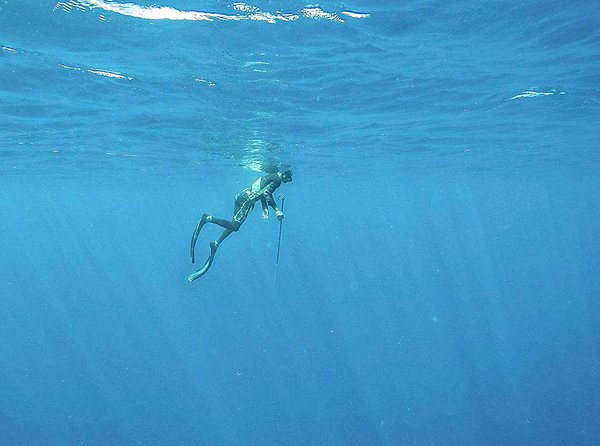 À la recherche du poisson lion