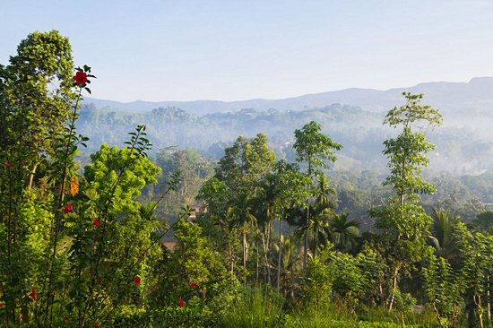 Réserve forestière de Sinharâja