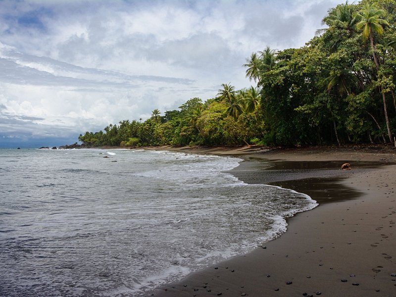 La paradisiaque : Pavones
