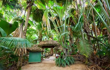 Les cocos fesse de la Vallée du Mai
