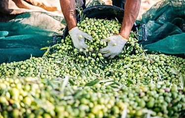 Huile d'olive sicilienne