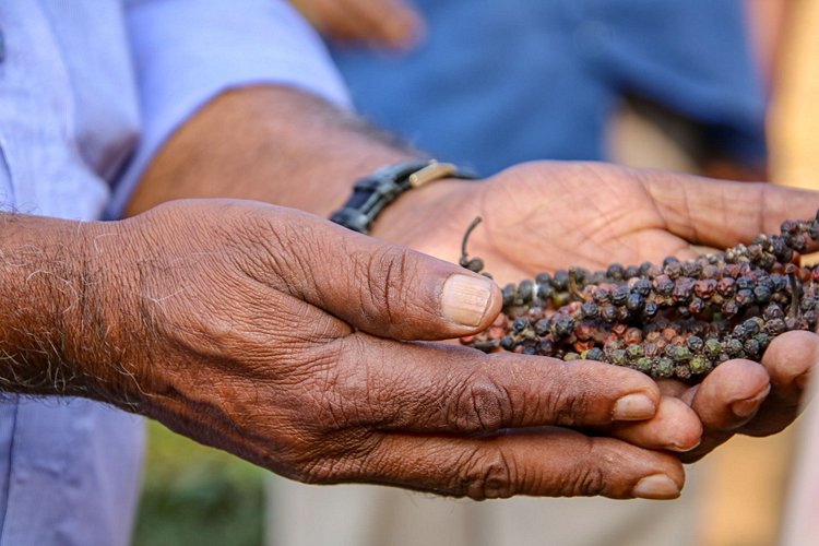 Kerala – Inde du Sud