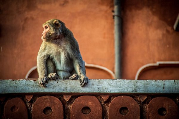 safari Inde