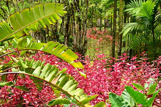 Jardin de Balata
