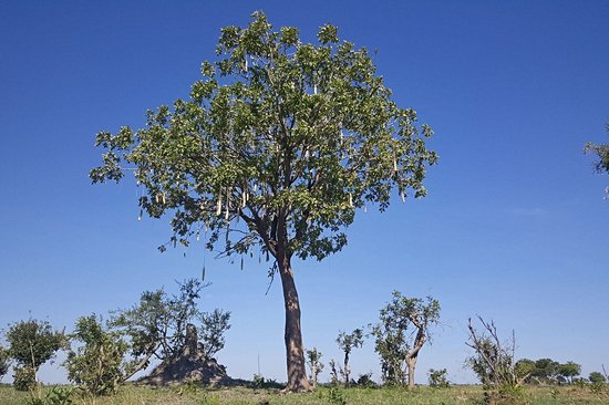 Parc national de Nkasa Rupara