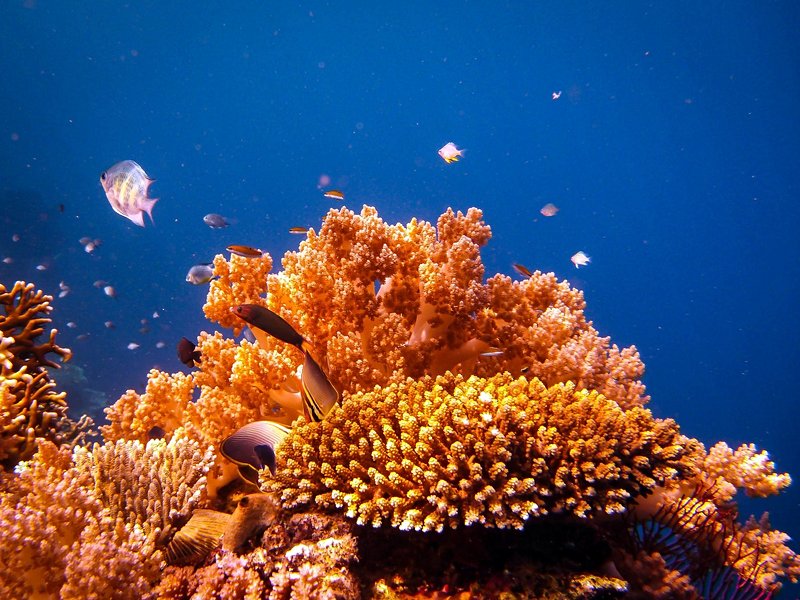 Menjangan Island