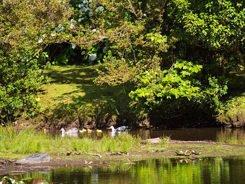 Lagoa das Patas
