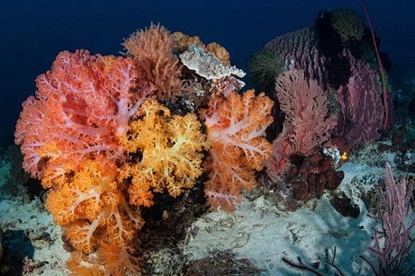 plongee Indonésie