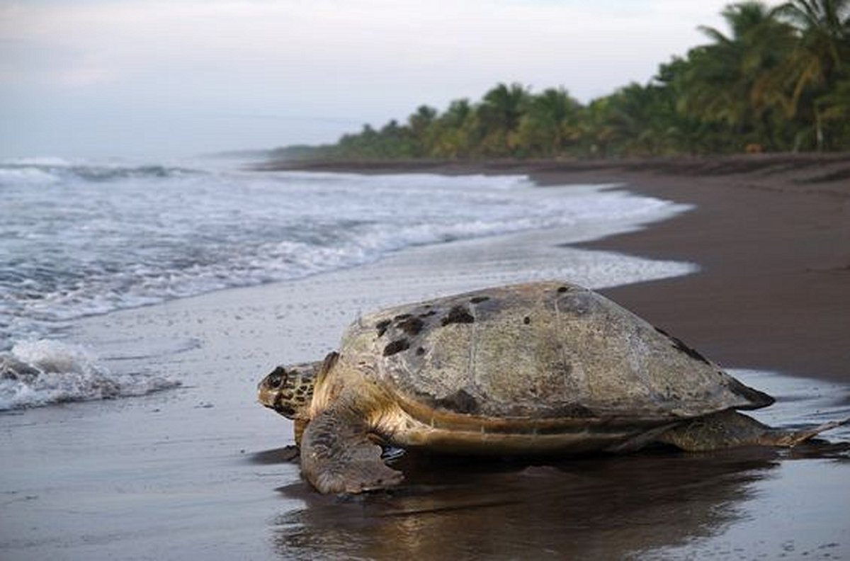 Assister à la ponte des tortues