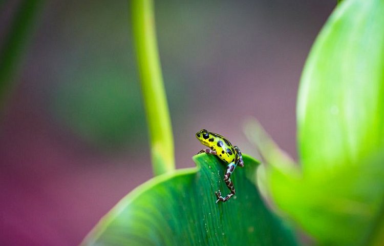 Grenouille à flèches empoisonnées